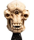 Lord of the Rings Mini Statue Skull of a Cave Troll 21 cm