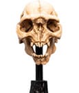 Lord of the Rings Mini Statue Skull of a Moria Orc 13 cm