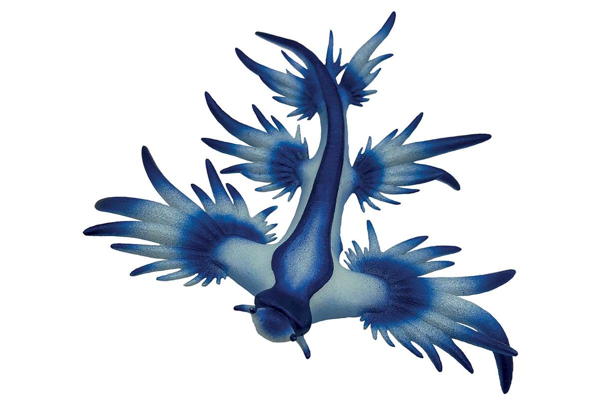 Glaucus atlanticus 3,1x2,8x6,5cm