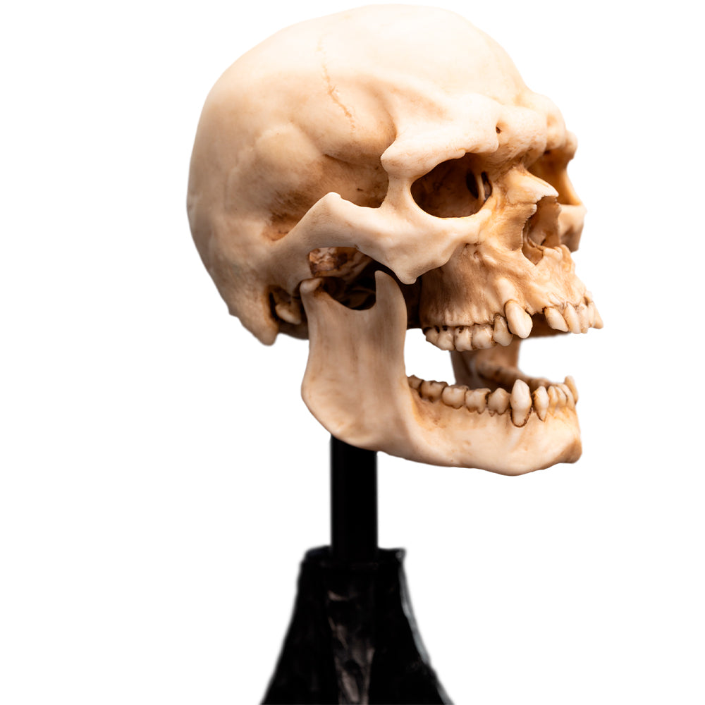 Weta Workshop The Lord of the Rings - Miniature Skull of a Mordor Orc