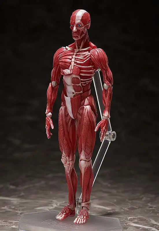 HUMAN ANATOMICAL MODEL FIGMA AF
