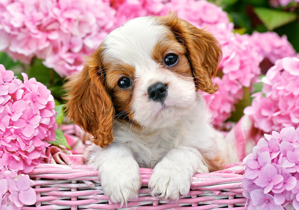 Pup in Pink Flowers, Puzzle 500 Teile